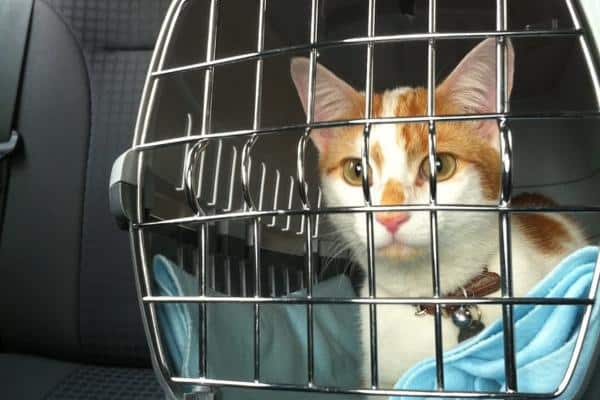 Comment voyager avec des chats en voiture - Conseils pour voyager avec des chats en voiture