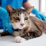 Comment détecter les symptômes du cancer chez les chats