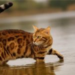 Les chats: découvrez comment leur nager peut les aider à rester en bonne santé