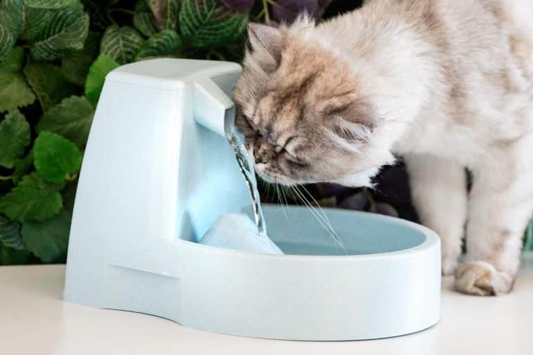 Mon chat boit beaucoup d'eau : causes et traitements