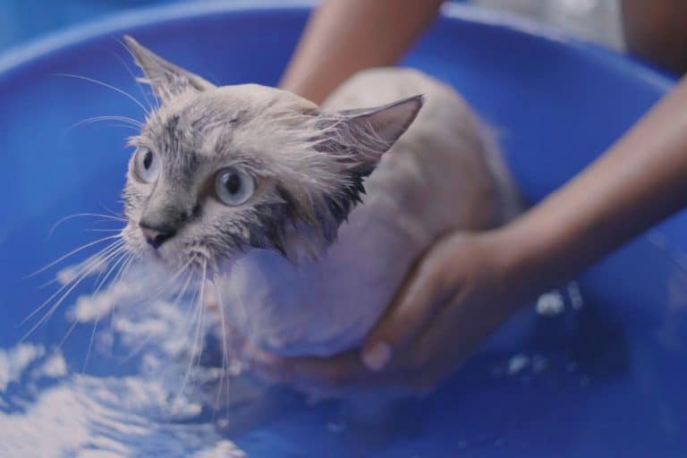 Peut-on baigner un chat sans vaccins ?