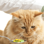 Tout ce que votre chat a besoin de savoir sur les suppléments et vitamines essentiels