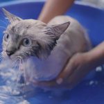 Vacciner un chat : ce qu’il faut savoir avant de le baigner