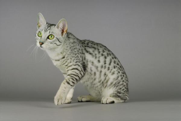 Races de chats exotiques - Mau égyptien