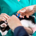 Explorer les avantages et les inconvénients de l'implantation d'une micropuce pour les chats.