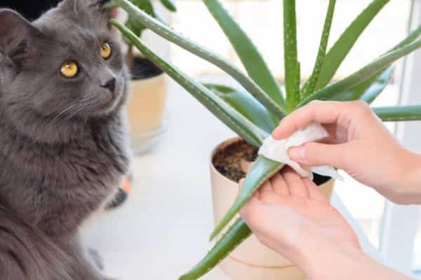Aloe vera et chats : bienfaits, toxicité et à quoi ça sert - L'aloe vera est-il toxique pour les chats ?