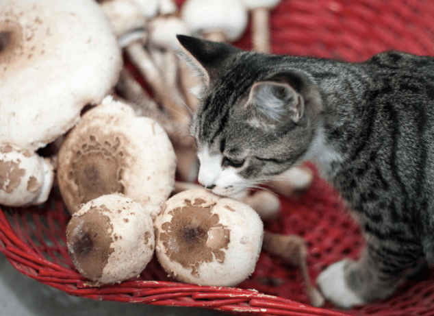 Les chats peuvent-ils manger des champignons en toute sécurité ?