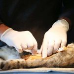 Stérilisation des chats : bénéfices pour vous et obligations légales à connaître.