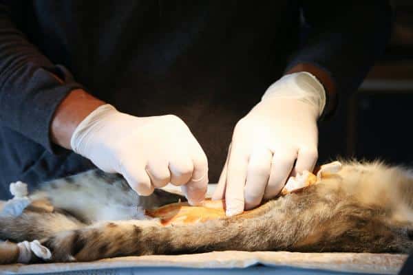 Est-il obligatoire de stériliser les chats ?