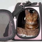 Voyager en avion avec un chat : les conseils pour une expérience paisible