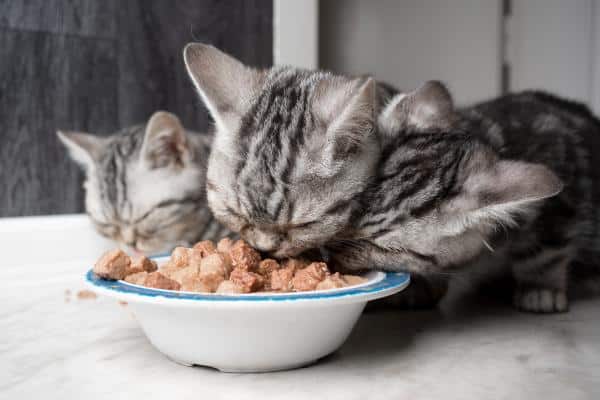Choses que les chats aiment - Manger des aliments protéinés