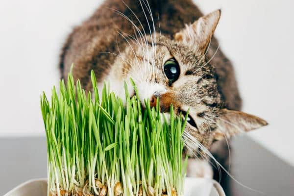 Choses que les chats aiment - Herbe à chat ou herbe à chat