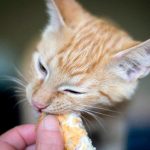 Comment nourrir un chat atteint de cancer