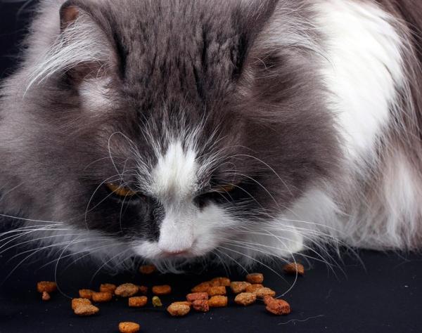 Comment nourrir un chat atteint de cancer - Quelle devrait être l'alimentation d'un chat atteint de cancer ?
