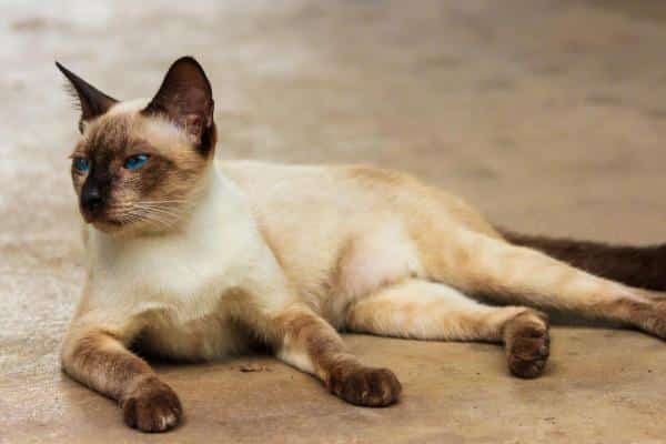 Types de chats siamois - Le thaï ou siamois traditionnel