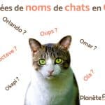 10 Noms de Chat Adorables Commençant par O