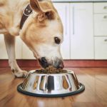 5 Astuces pour Améliorer l'Alimentation de Votre Animal de Compagnie
