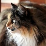 9-races-de-chats-calmes-et-faciles-a-vivre-qui-est-le-meilleur-compagnon-pour-vous