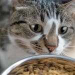 alimentation-de-votre-chat-le-guide-pour-savoir-combien-de-nourriture-donner-chaque-jour