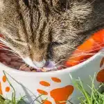 Alimentation optimale pour les chatons en lactation : tous les conseils nutritionnels essentiels