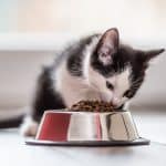Alimentation pour chatons : conseils et options pour prendre soin de votre petit félin.