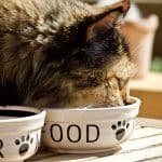 Alimenter un Chat sans Lait : Des Solutions à la Maison