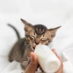 Comment alimenter sainement un chaton de 1 mois et demi