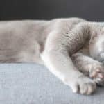 Comment améliorer le sommeil de votre chat grâce à la mélatonine