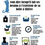 Comment assurer l'hygiène de votre chat sans litière : découvrez les alternatives !
