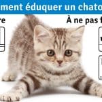 Comment élever un chaton : un guide pratique pour les débutants