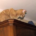 comment-empecher-un-chat-de-monter-sur-les-meubles