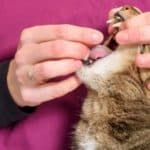 comment-fournir-a-votre-chat-les-soins-essentiels-quil-merite