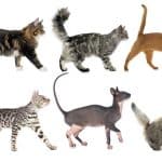 Comment identifier la race de votre chat : les meilleures méthodes
