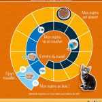 Comment nourrir les chatons : tout ce que vous devez savoir pour leur assurer une alimentation saine et équilibrée