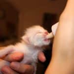Comment nourrir un chaton nouveau-né sans lait maternel : astuces et conseils pour la santé de votre chaton