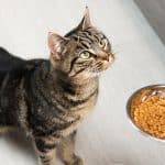 comment-nourrir-votre-chat-avec-des-aliments-humides-et-secs-pour-une-alimentation-optimale