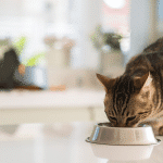 Comment nourrir votre chat avec des croquettes pour obtenir des résultats optimaux