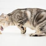 Comment prendre soin d'un chat qui vomit et refuse de manger : astuces et conseils pratiques