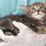 Comment prendre soin d'un chat récemment opéré : Conseils et informations pratiques.