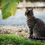 Comment retrouver votre chat perdu : Conseils pratiques pour aider votre ami félin à rentrer à la maison
