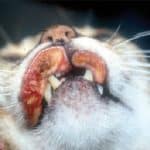 Comment traiter le complexe de granulome eosinophile chez les chats ?