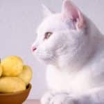 Comprendre les risques pour la santé de votre chat si vous lui donnez de la pomme de terre à manger