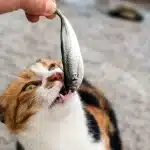 Découvrez les avantages et les risques liés à l'alimentation de votre chat avec des sardines en boîte.