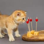 Est-il sans danger de nourrir les chats avec du fromage ?