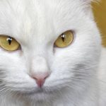 identifiez-la-race-de-votre-chat-blanc-avec-ce-guide-pratique