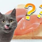 Le dilemme des chats : Poulet cru ou cuit ?