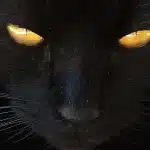 Les 10 noms de chats noirs et jaunes les plus populaires