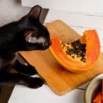 Les chats peuvent-ils manger de la papaye ?