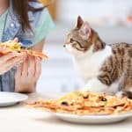 les-consequences-a-long-terme-pour-votre-chat-si-vous-lui-donnez-votre-nourriture