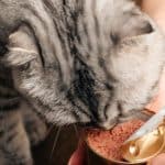 les-meilleurs-aliments-secs-pour-chats-quels-sont-les-avantages